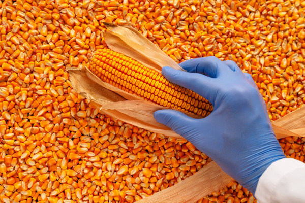 Разрешительные документы на кукурузы